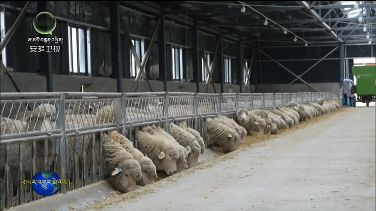 དཔའ་རིས་རྫོང་ཐེན་ཧྭ་བཤའ་ལུག་གྲངས་གཞི་དོ་དམ་ལྟེ་གནས་དངོས་སུ་བཀོལ་སྤྱོད་བྱེད་མགོ་ཚུགས།