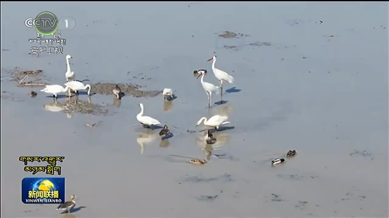 ས་གནས་སོ་སོའི་དུས་བྱའི་གནས་སྤོའི་དུས་ཚིགས་སུ་བྱ་རིགས་ཀྱི་ཁྱིམ་གཞིར་ནུས་ཤུགས་ཡོད་རྒུས་སྲུང་སྐྱོང་བྱས།