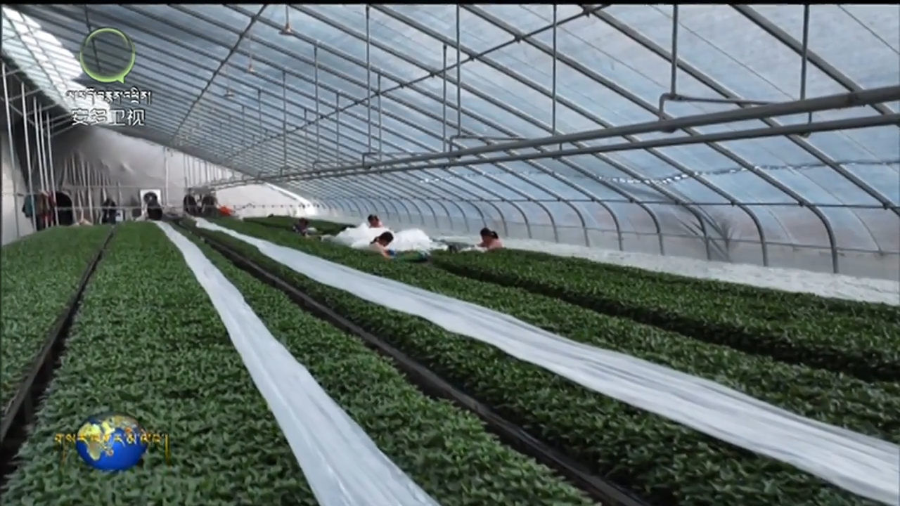 མཚོ་ཤར་གྱིས་སྒྲིག་བཀོད་ཞིང་ལས་ཀྱི་སྤུས་ཚད་ཇེ་མཐོ་དང་ཕན་འབྲས་ཆེ་རུ་བཏང་སྟེ།ཁྱད་ལྡན་ཐོན་ལས་ལ་བརྟེན་ནས་ཞིང་པའི་ཡོང་འབབ་འཕར་བར་རོགས་འདེགས་བྱས།