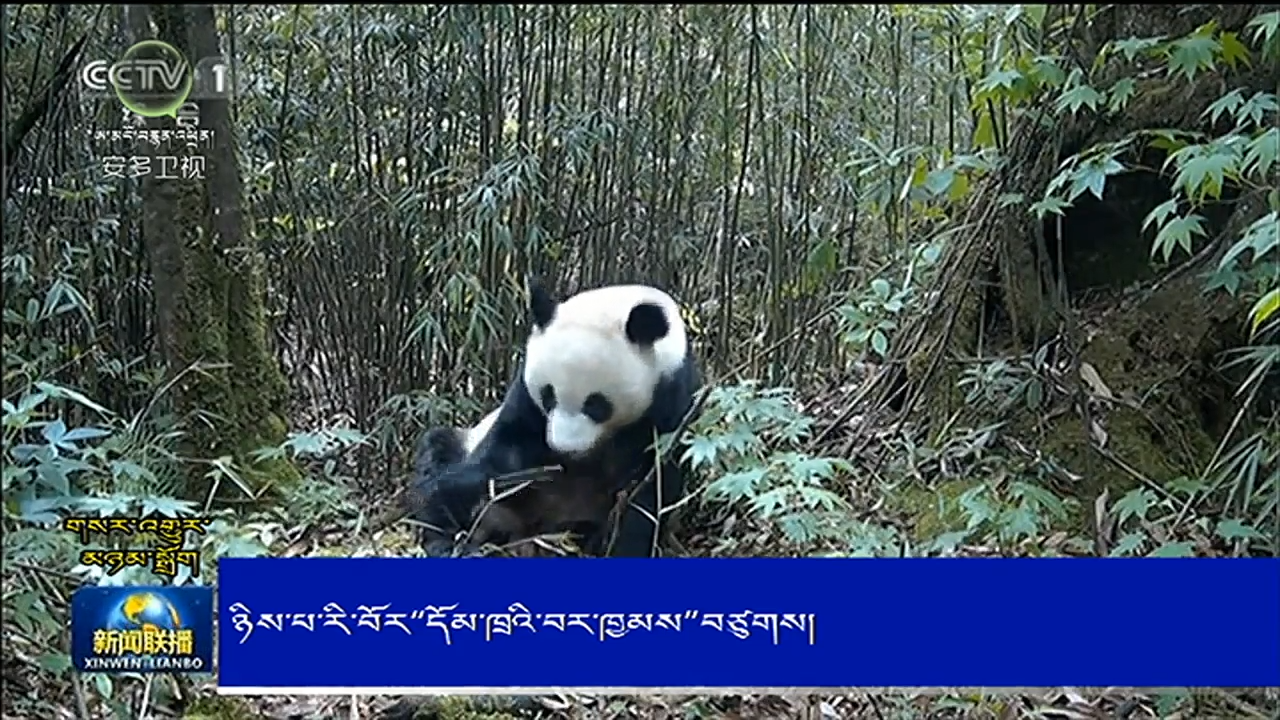 ཉིས་པ་རི་བོར