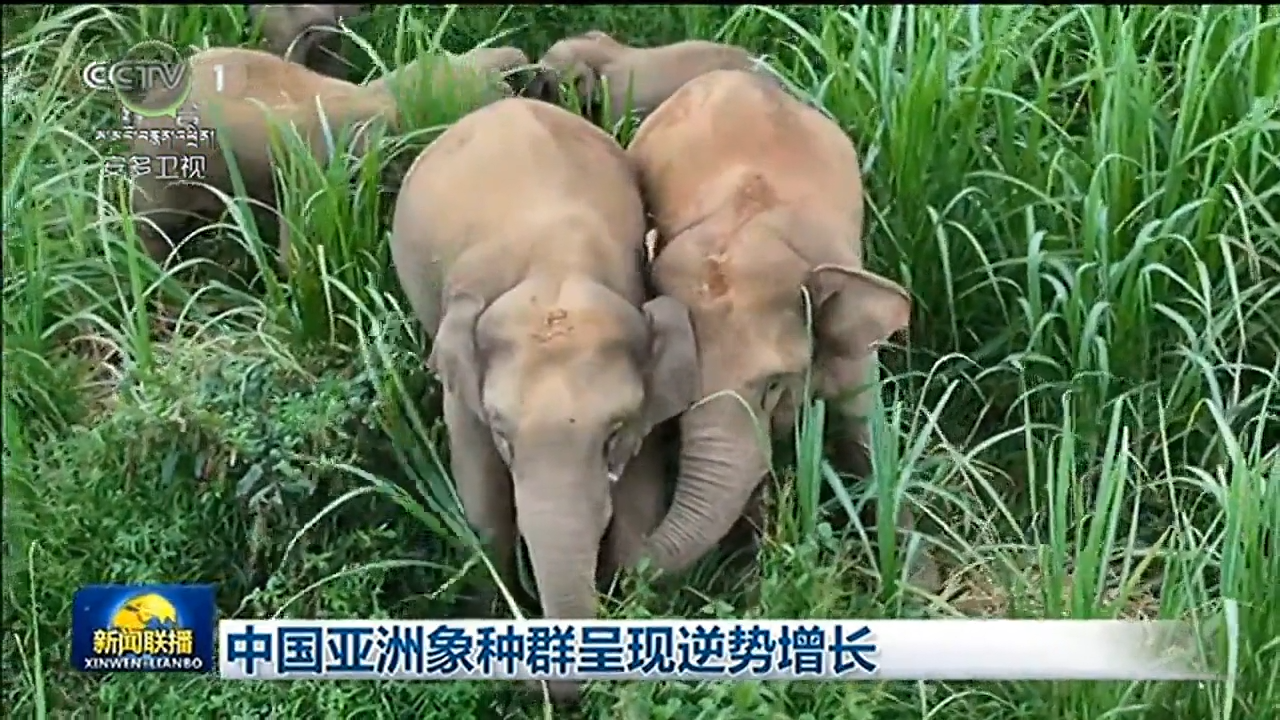 ཀྲུང་གོའི་ཡ་གླིང་གླང་ཆེན་གྱི་རིགས་ཁྱུ་མང་དུ་འཕར།